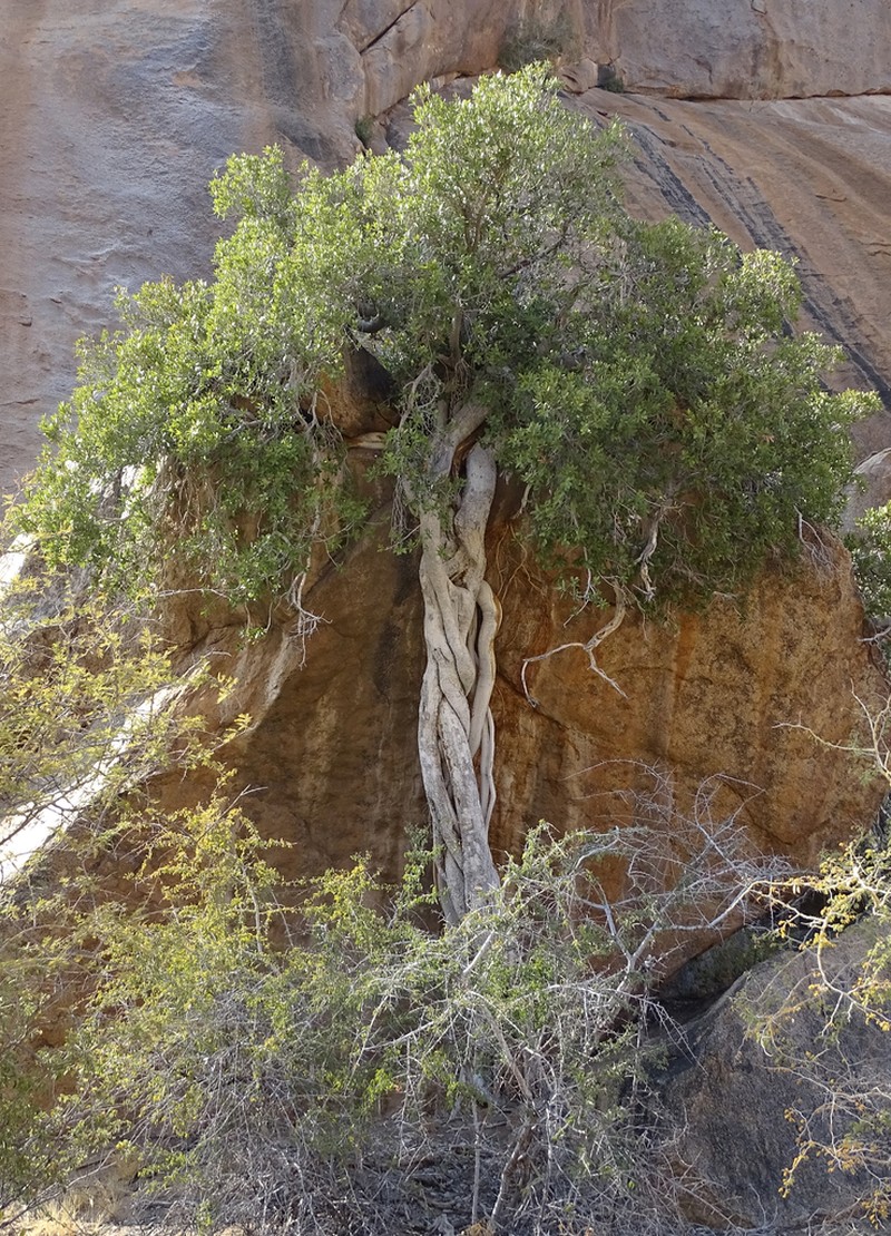 Ficus ilicina photo 6