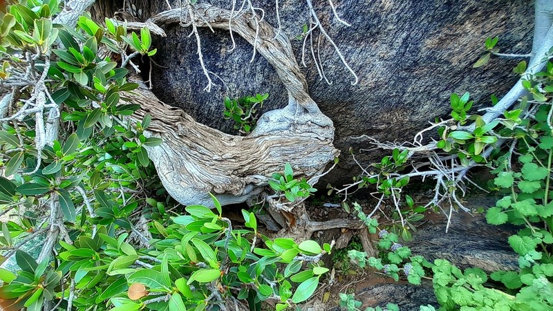 Ficus ilicina photo 7