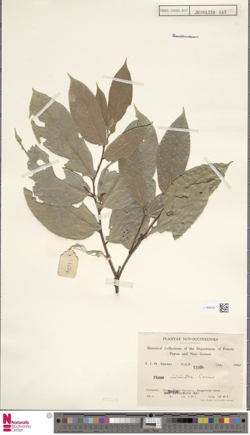 Ficus imbricata photo 3
