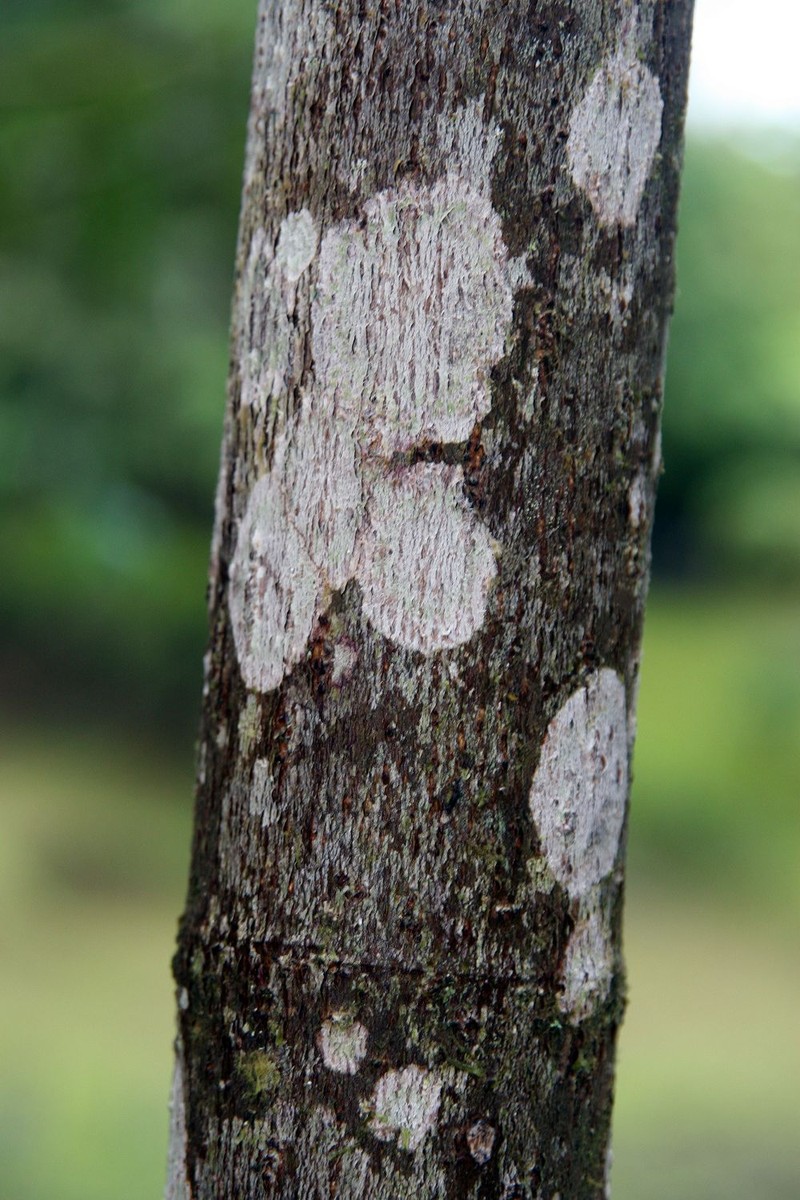 Ficus imbricata