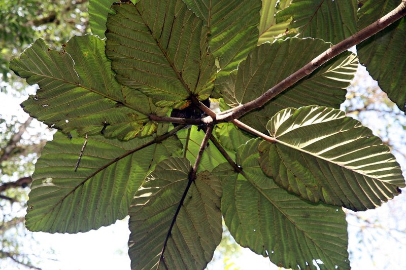Ficus imbricata photo 5