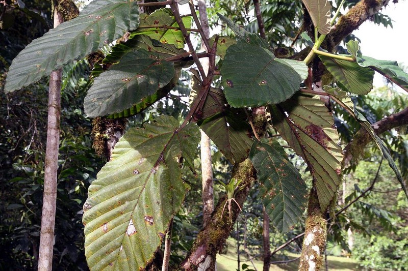 Ficus imbricata photo 6
