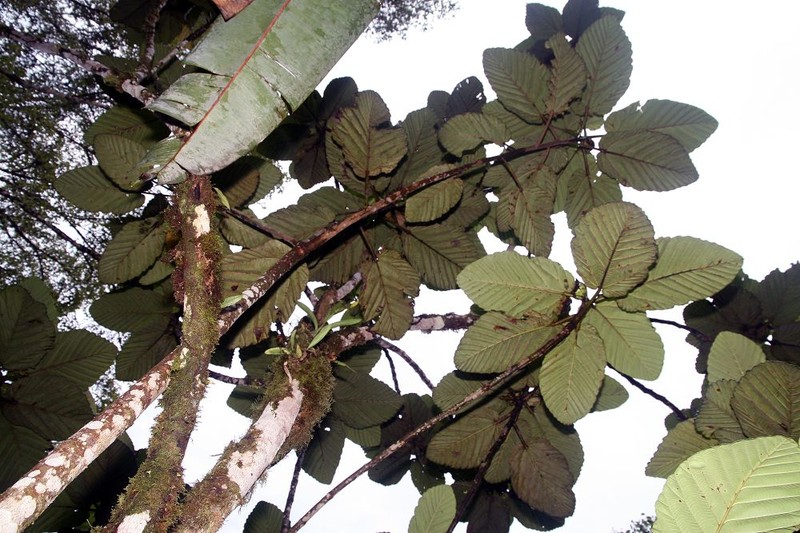 Ficus imbricata photo 7