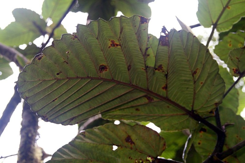 Ficus imbricata photo 8