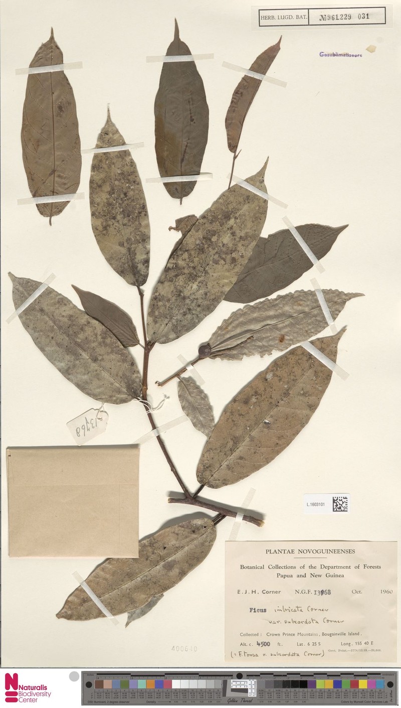Ficus imbricata var. subcordata