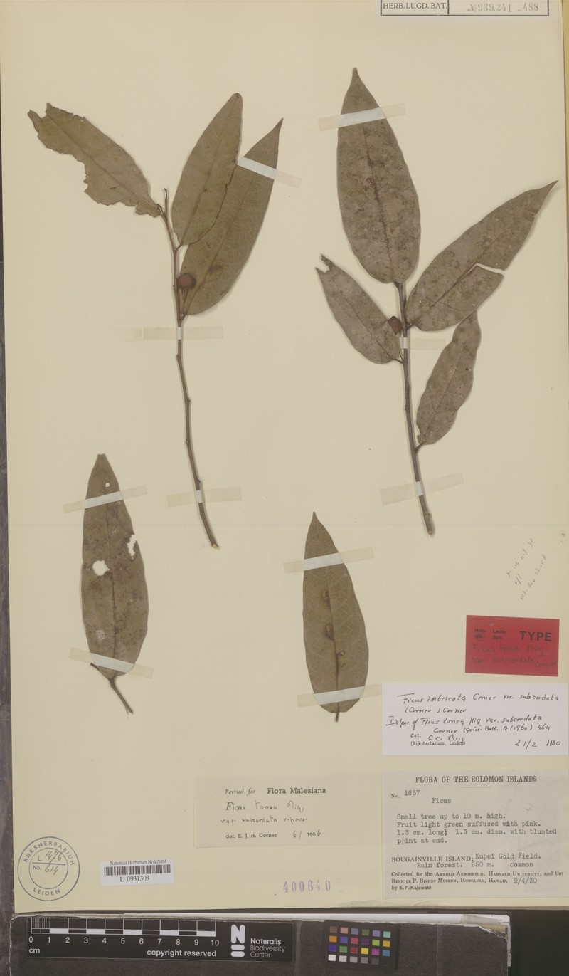 Ficus imbricata var. subcordata photo 2