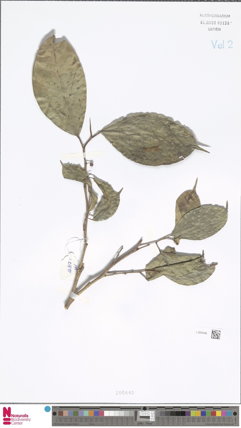 Ficus inaequifolia