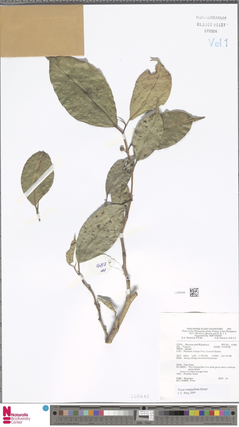 Ficus inaequifolia photo 2