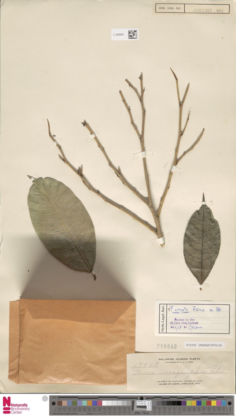 Ficus inaequifolia photo 3