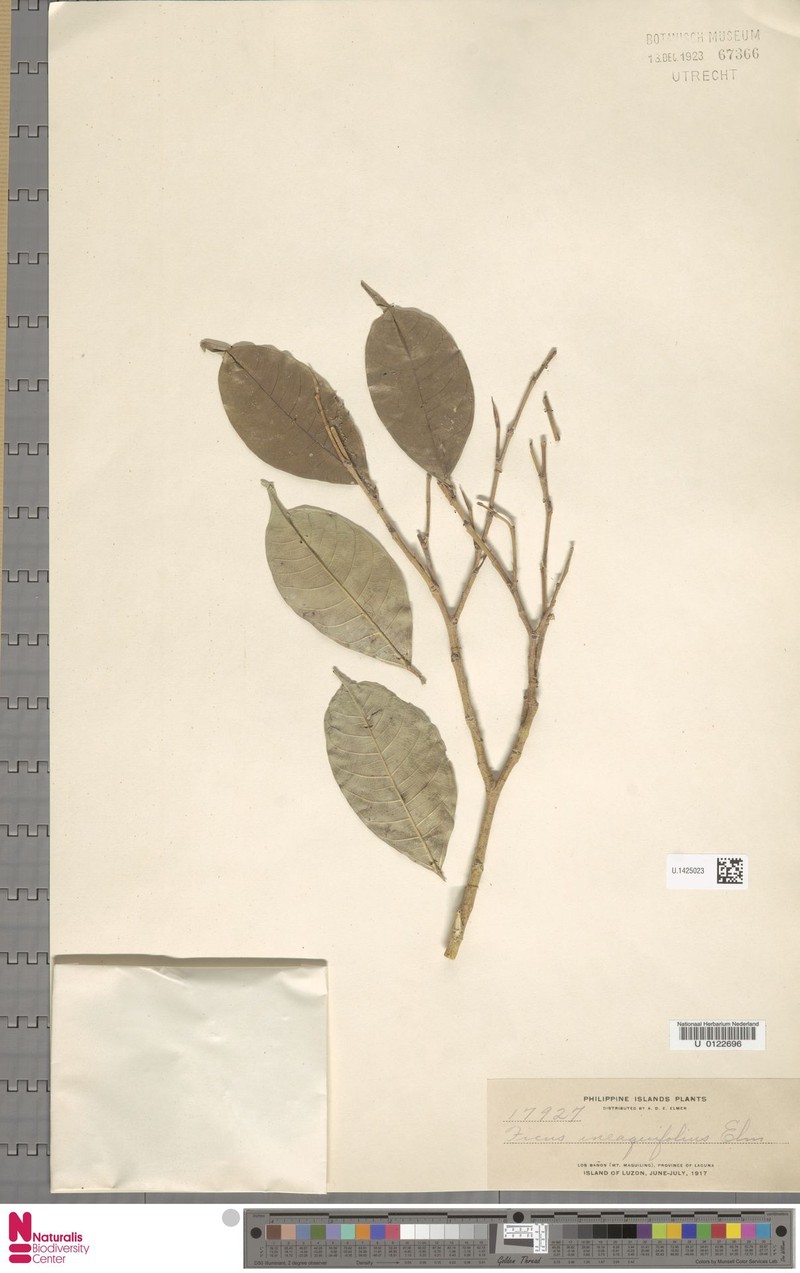 Ficus inaequifolia photo 4