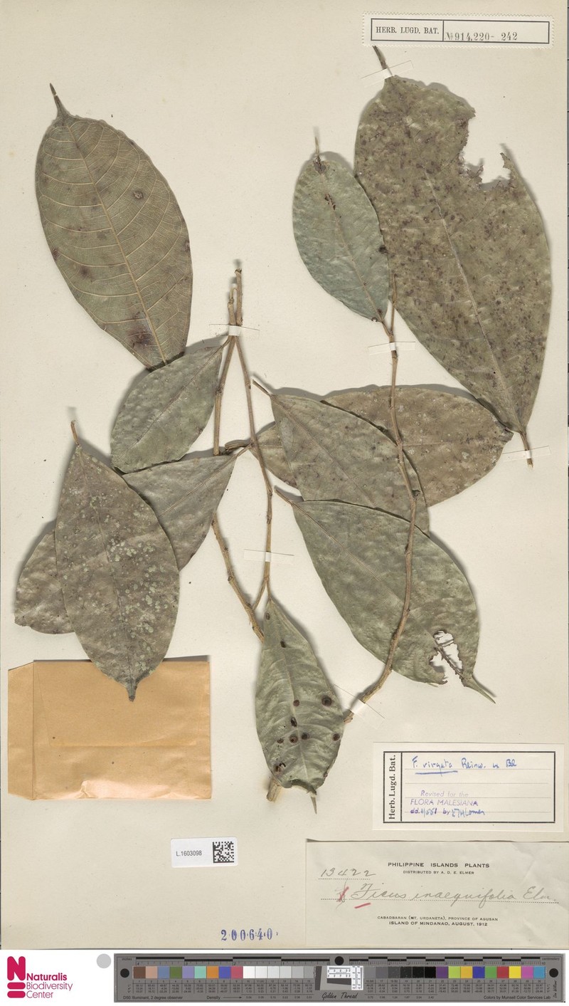 Ficus inaequifolia photo 5