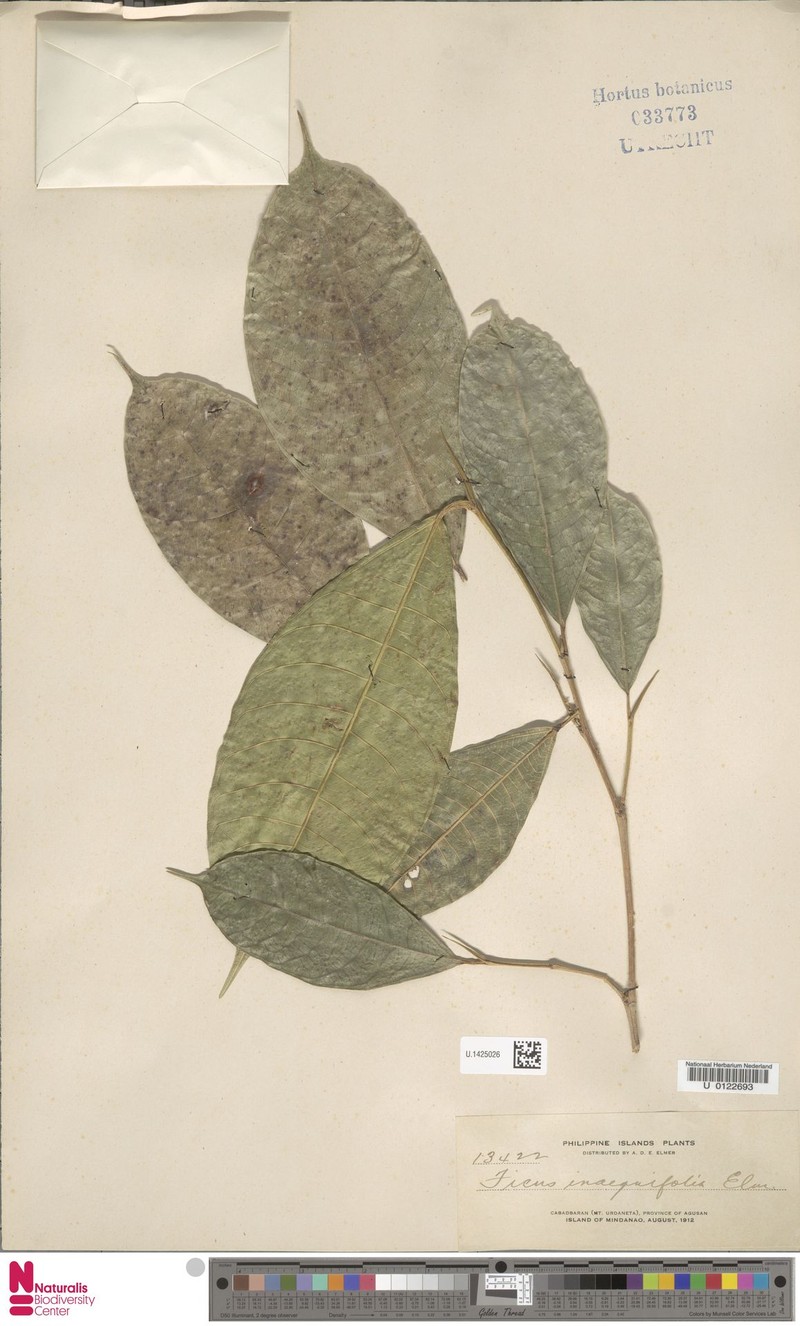 Ficus inaequifolia photo 6