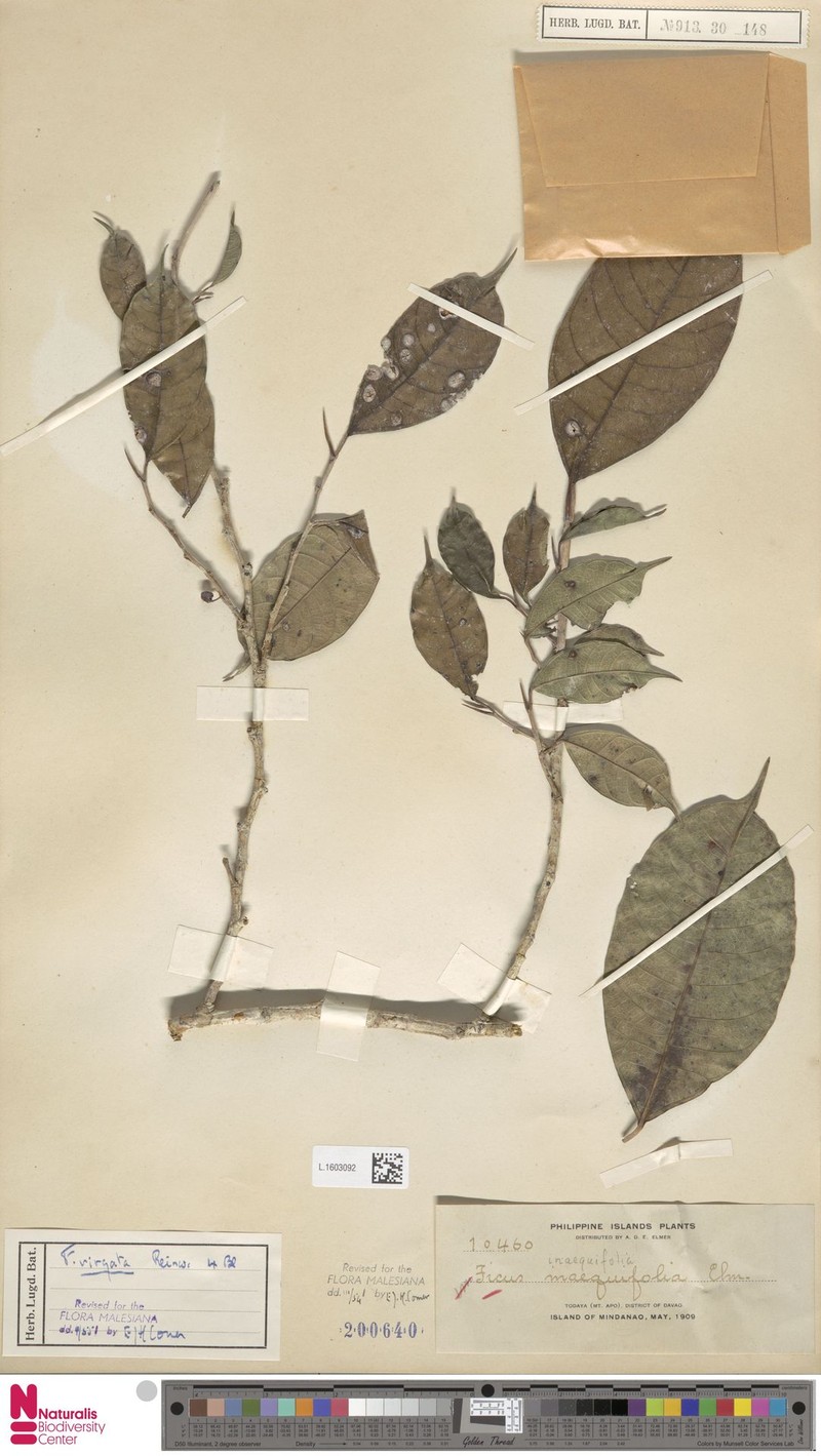 Ficus inaequifolia photo 7