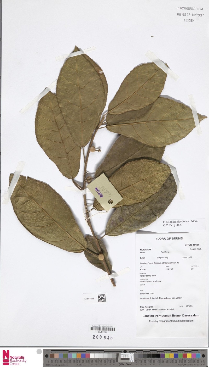 Ficus inaequipetiolata photo 2