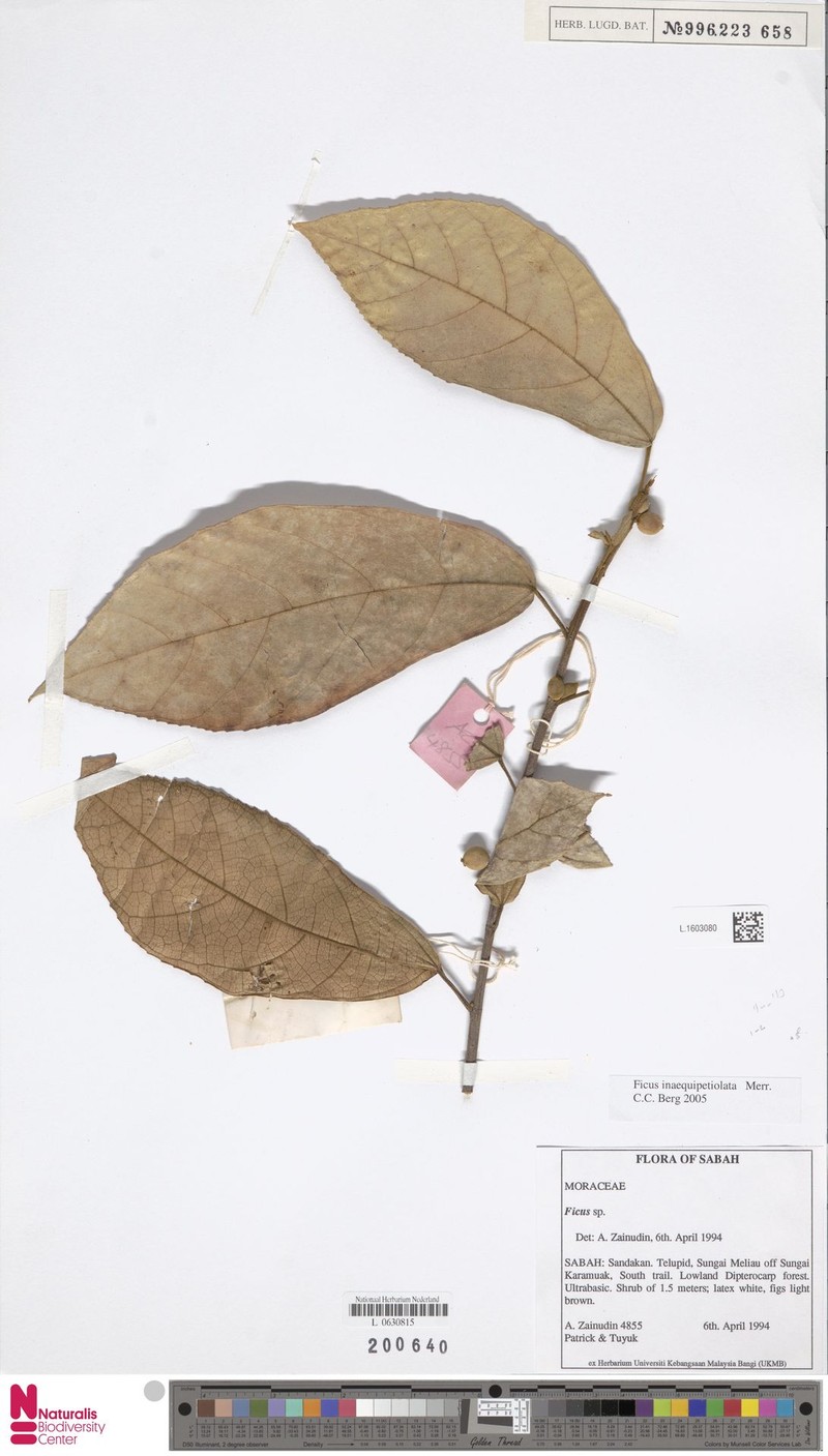 Ficus inaequipetiolata photo 3