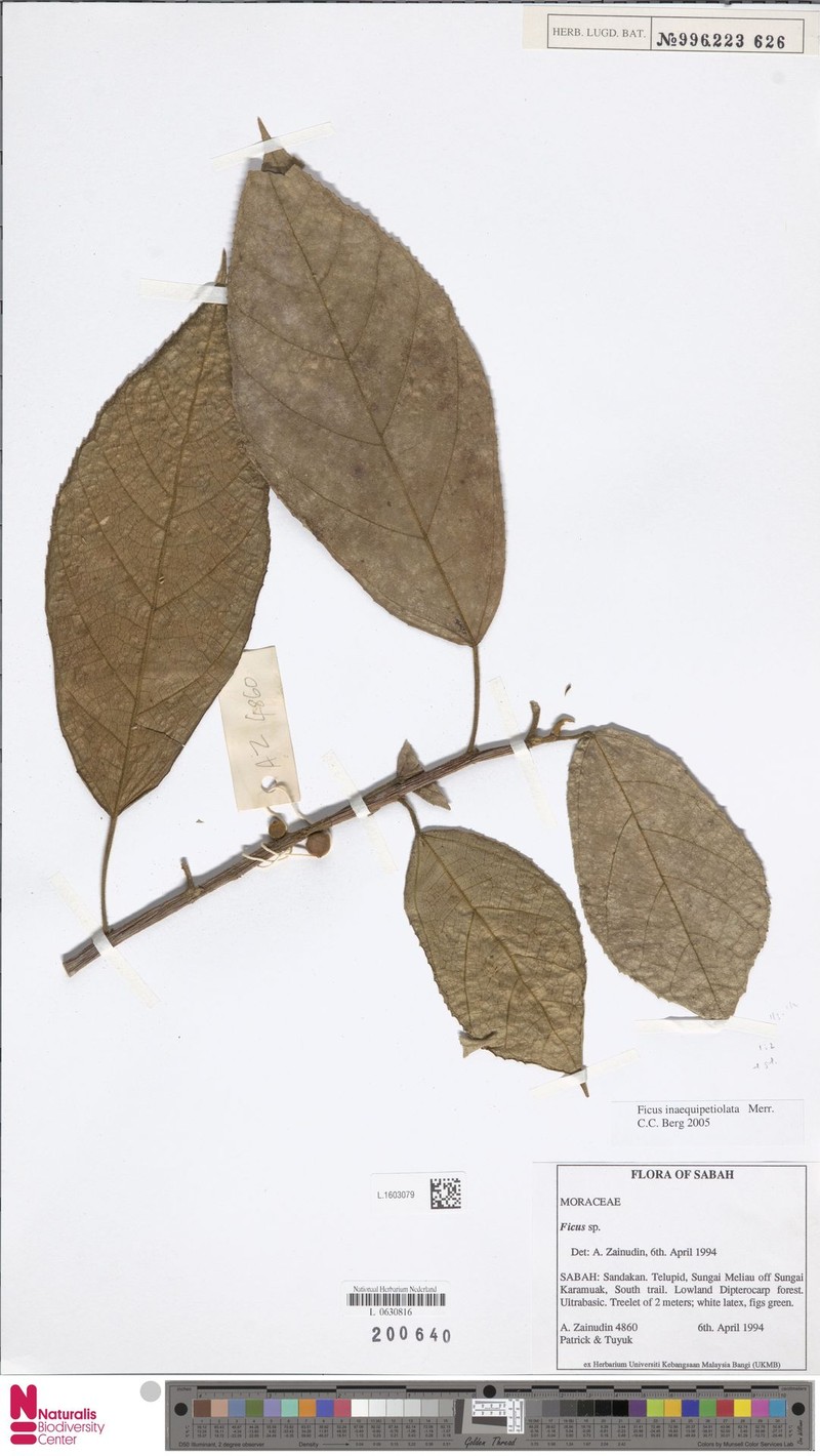 Ficus inaequipetiolata photo 4