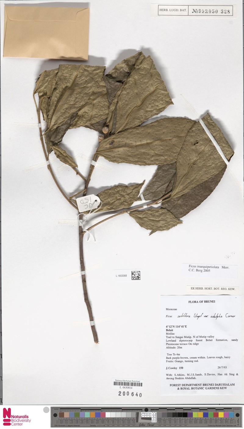Ficus inaequipetiolata photo 5