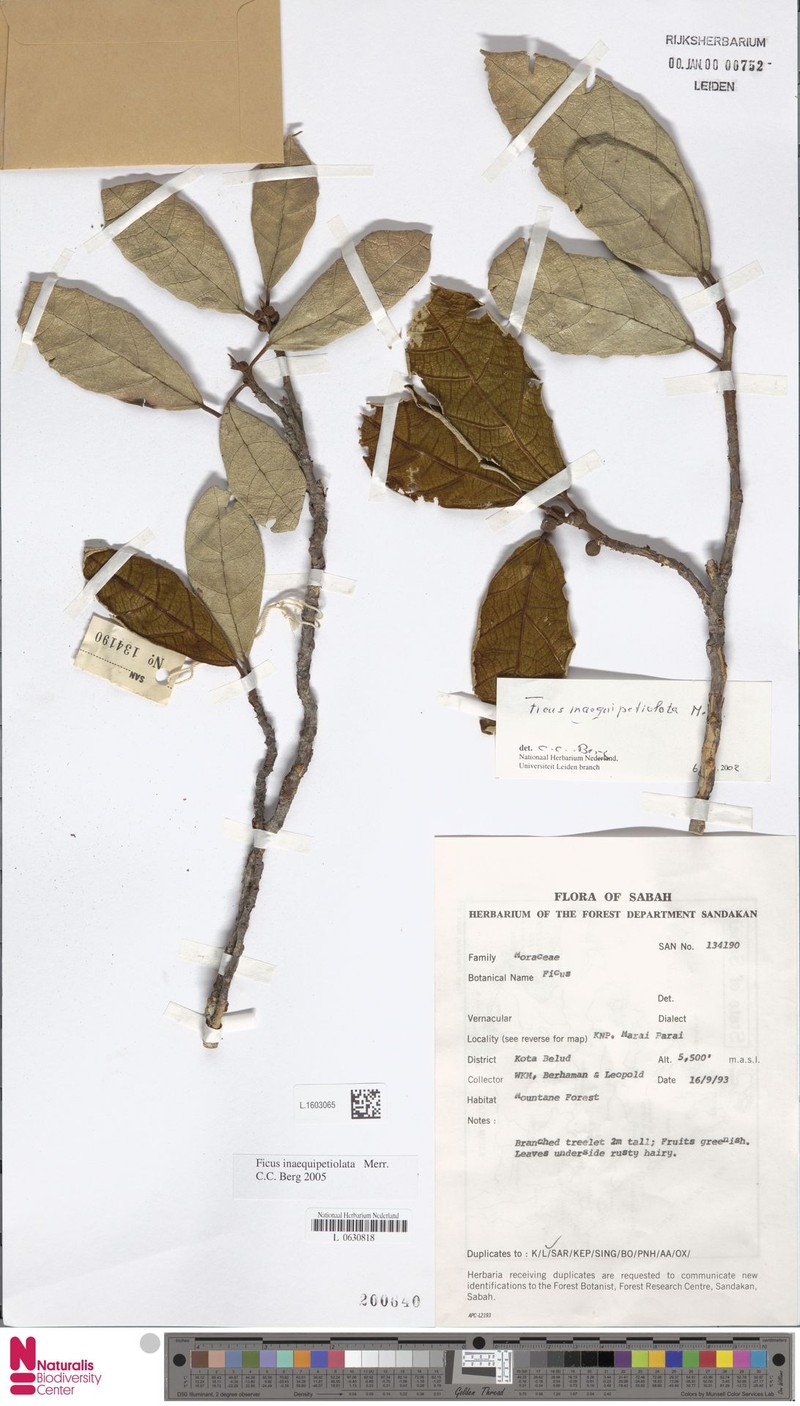 Ficus inaequipetiolata photo 6