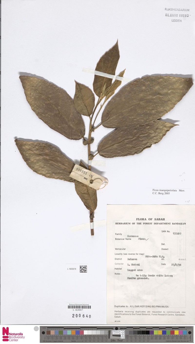 Ficus inaequipetiolata photo 7