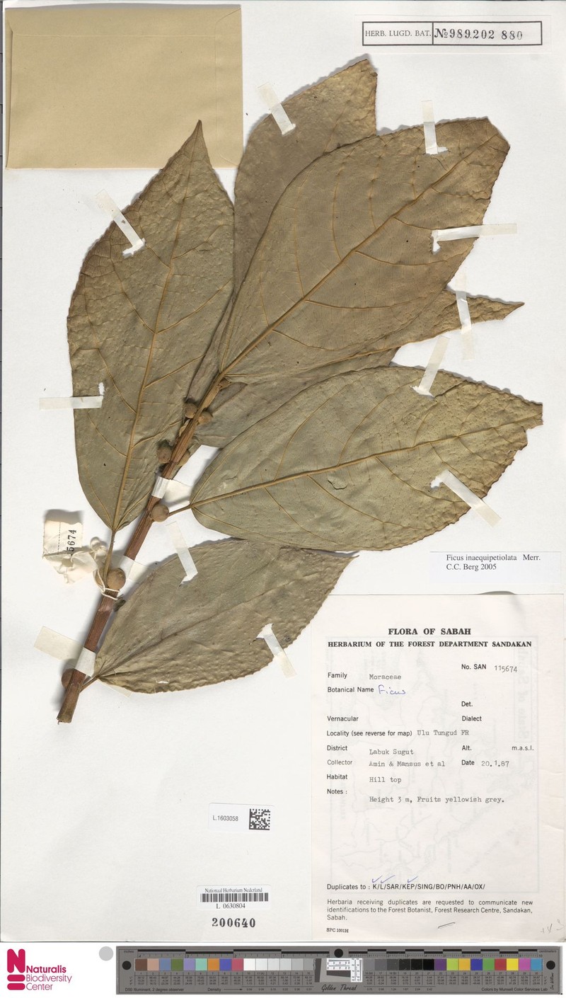 Ficus inaequipetiolata photo 8