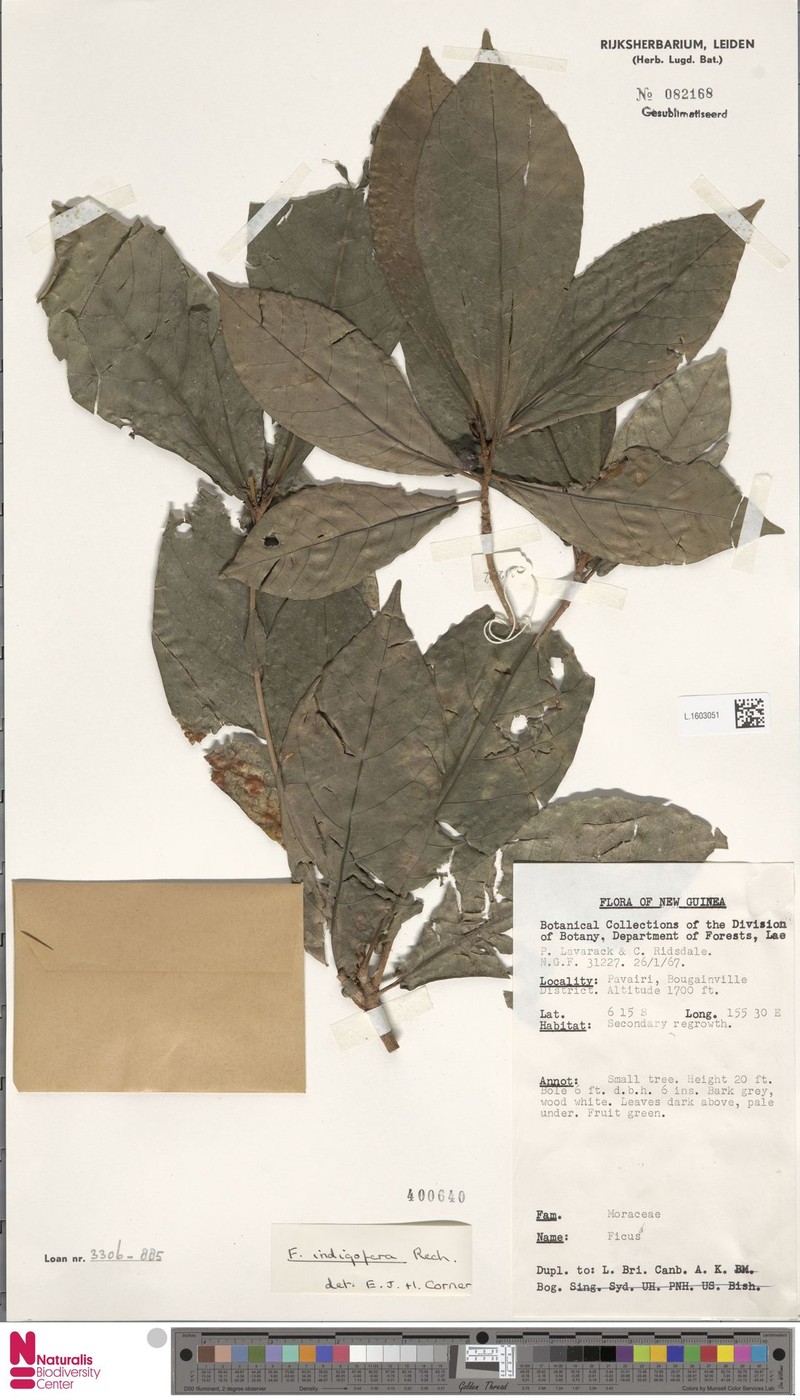 Ficus indigofera