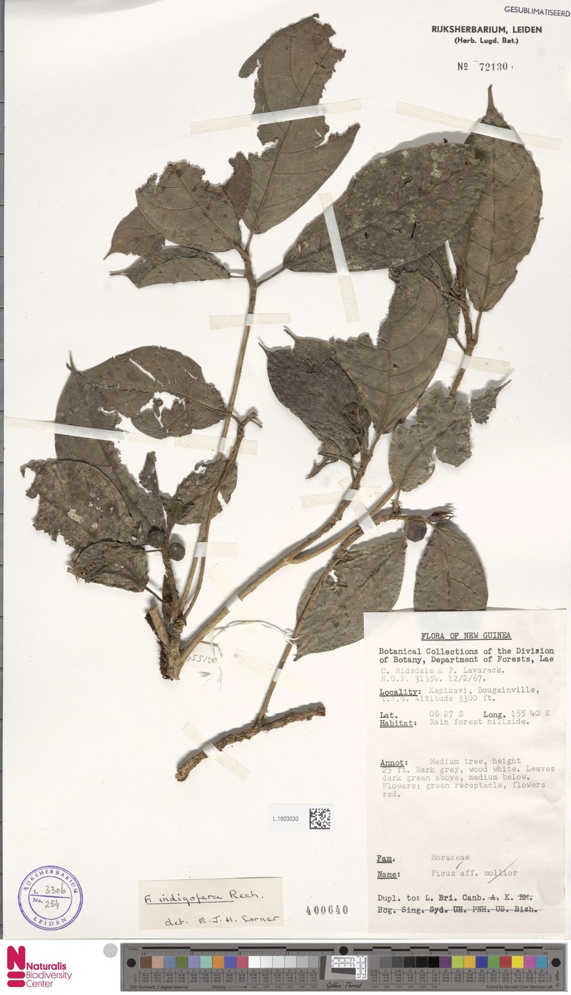 Ficus indigofera photo 2