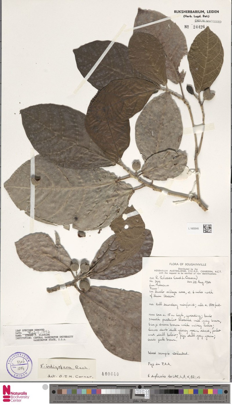 Ficus indigofera photo 3