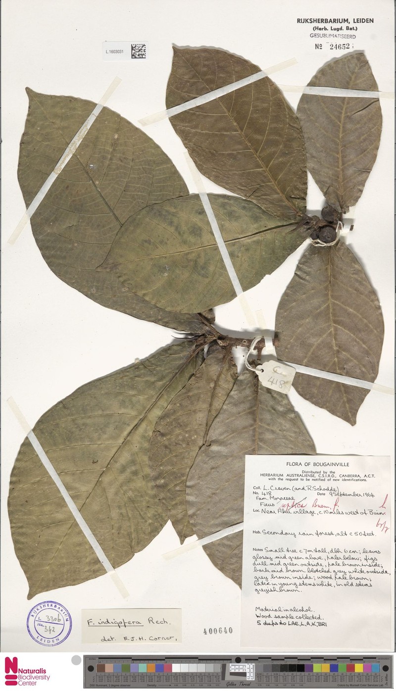 Ficus indigofera photo 4