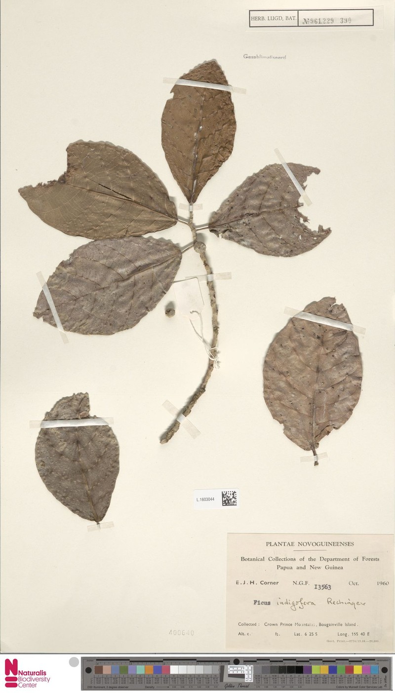 Ficus indigofera photo 5
