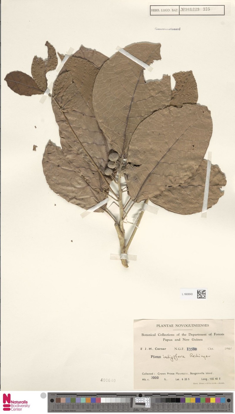 Ficus indigofera photo 6