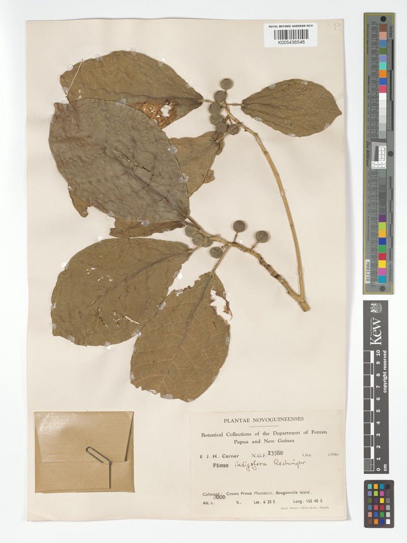 Ficus indigofera photo 7