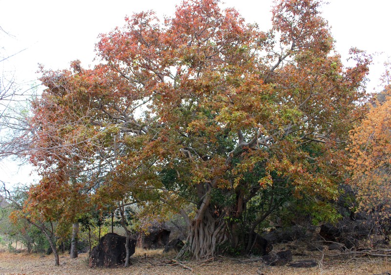 Ficus ingens