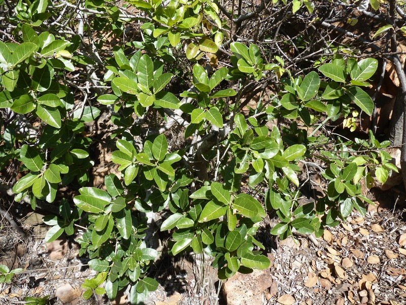 Ficus ingens photo 2
