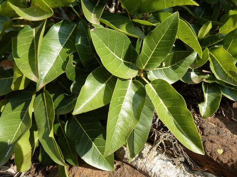 Ficus ingens photo 3