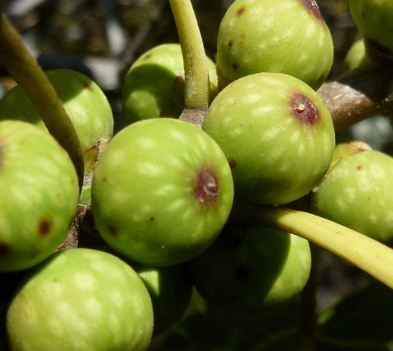 Ficus ingens photo 4