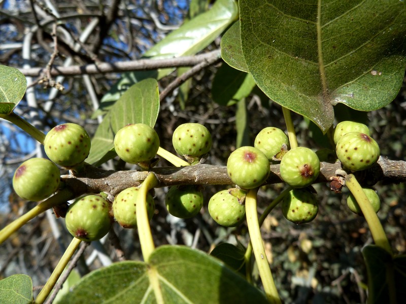 Ficus ingens photo 5
