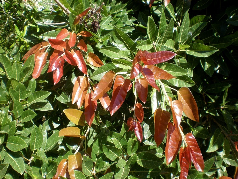 Ficus ingens photo 6