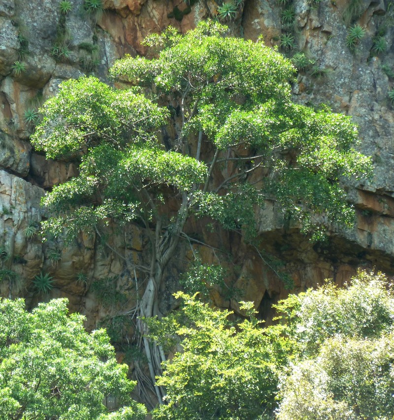 Ficus ingens photo 7