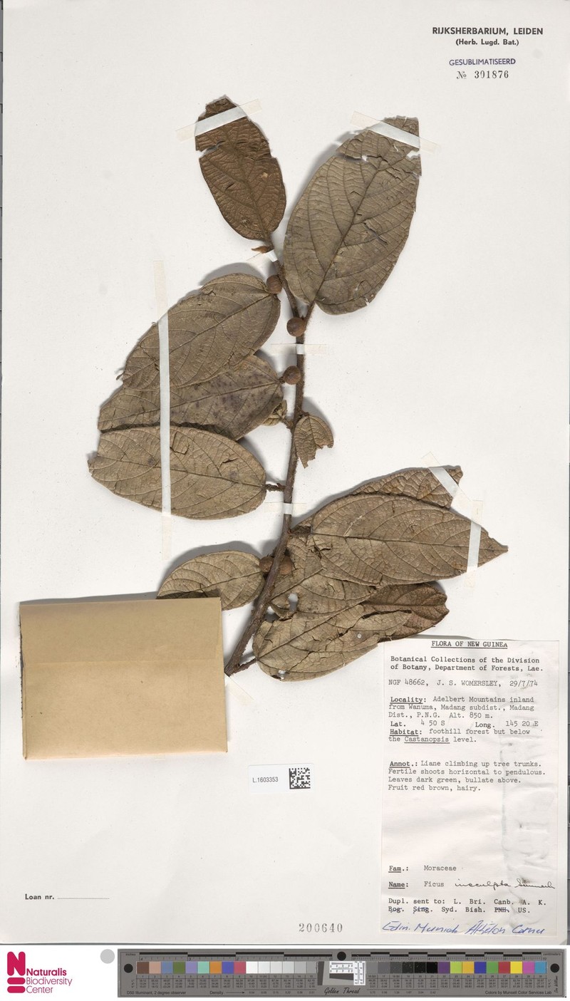 Ficus insculpta photo 2