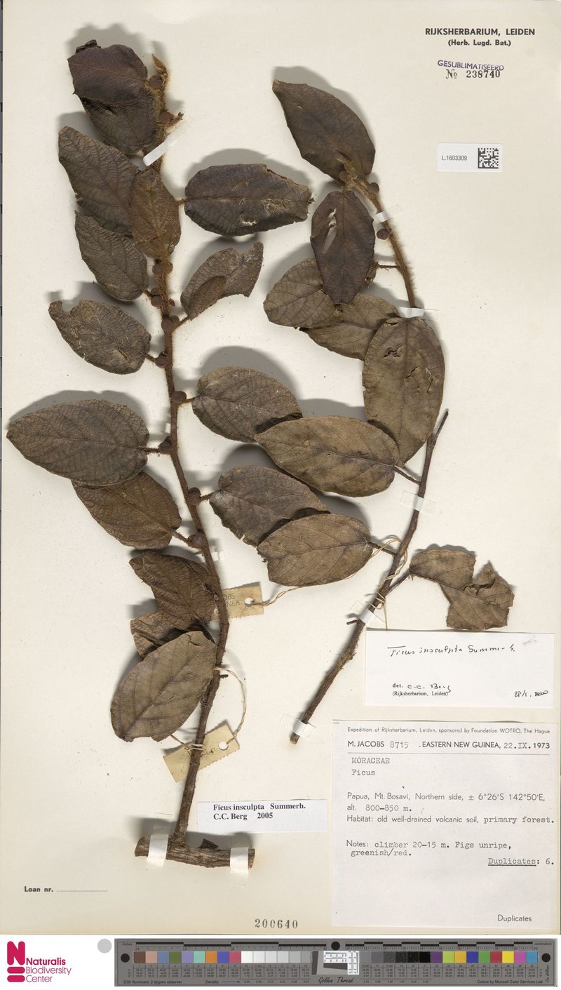 Ficus insculpta photo 3