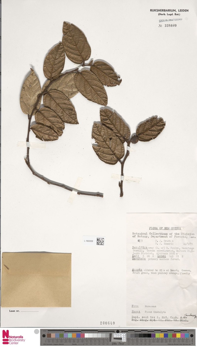 Ficus insculpta photo 4