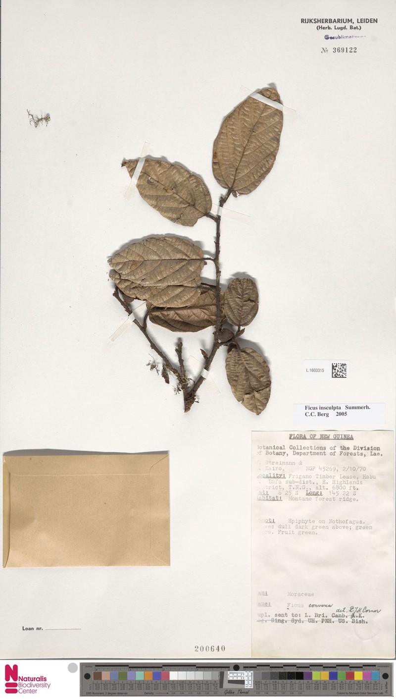 Ficus insculpta photo 5
