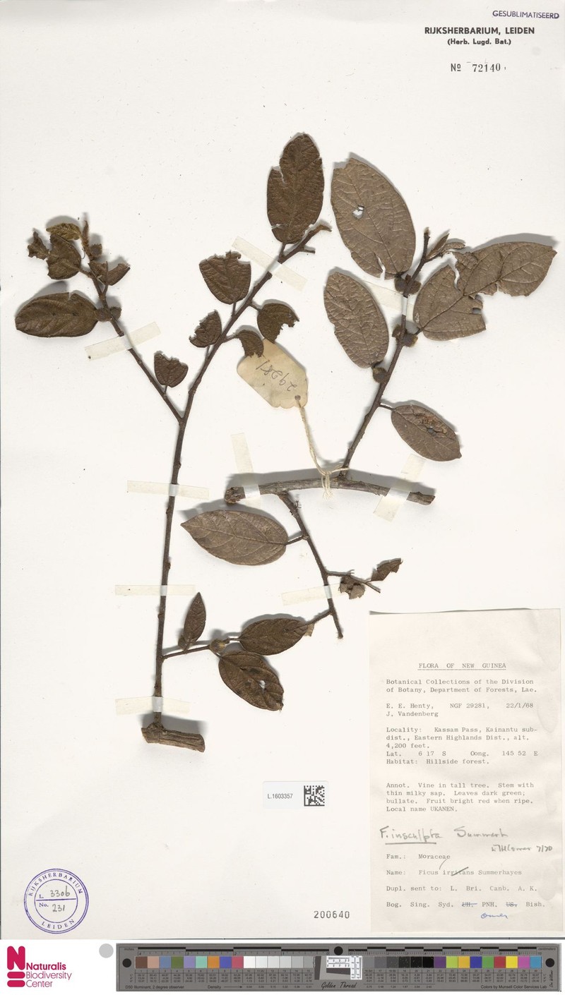 Ficus insculpta photo 6