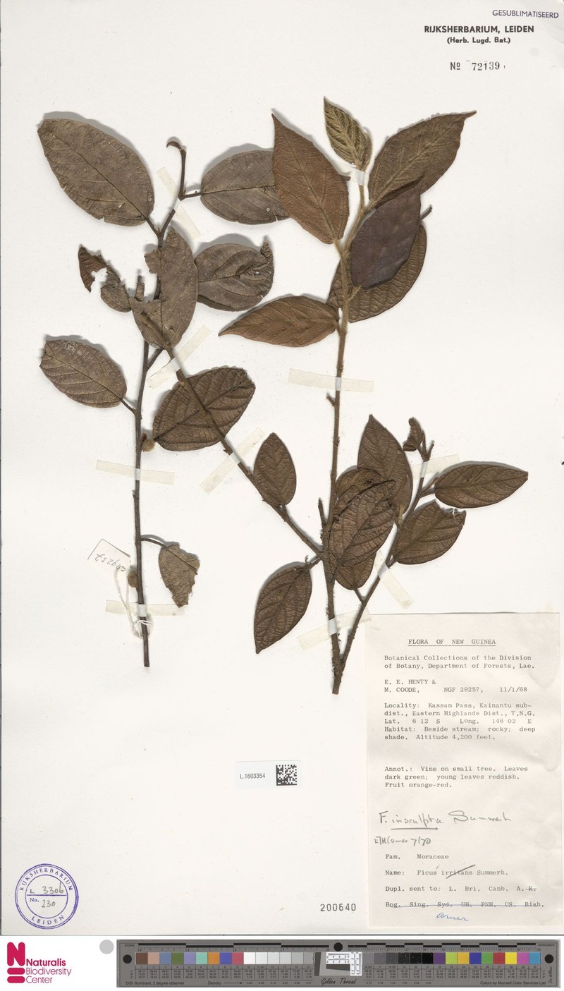 Ficus insculpta photo 7