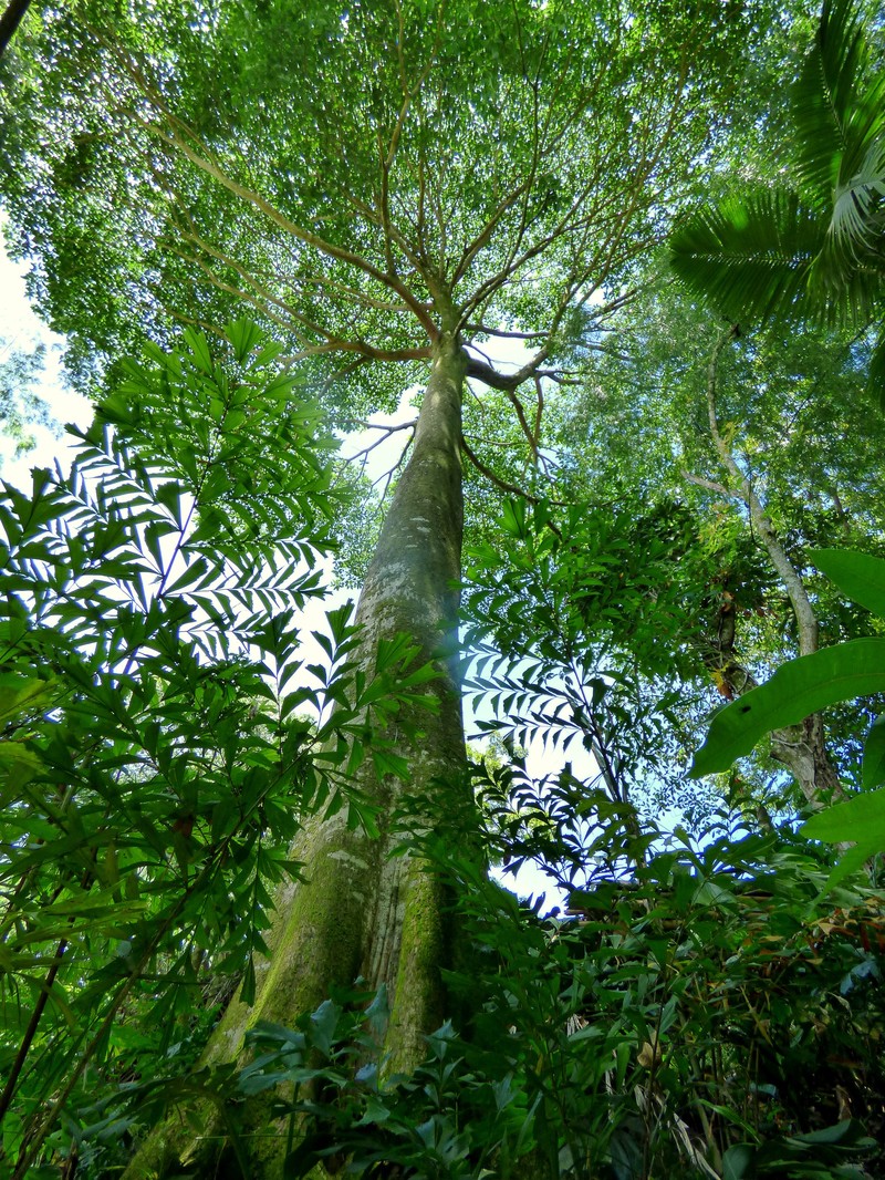Ficus insipida photo 2