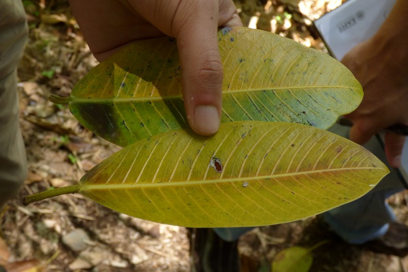 Ficus insipida photo 3