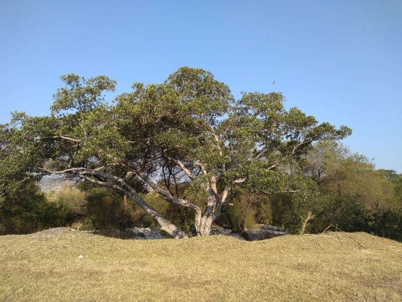 Ficus insipida photo 4