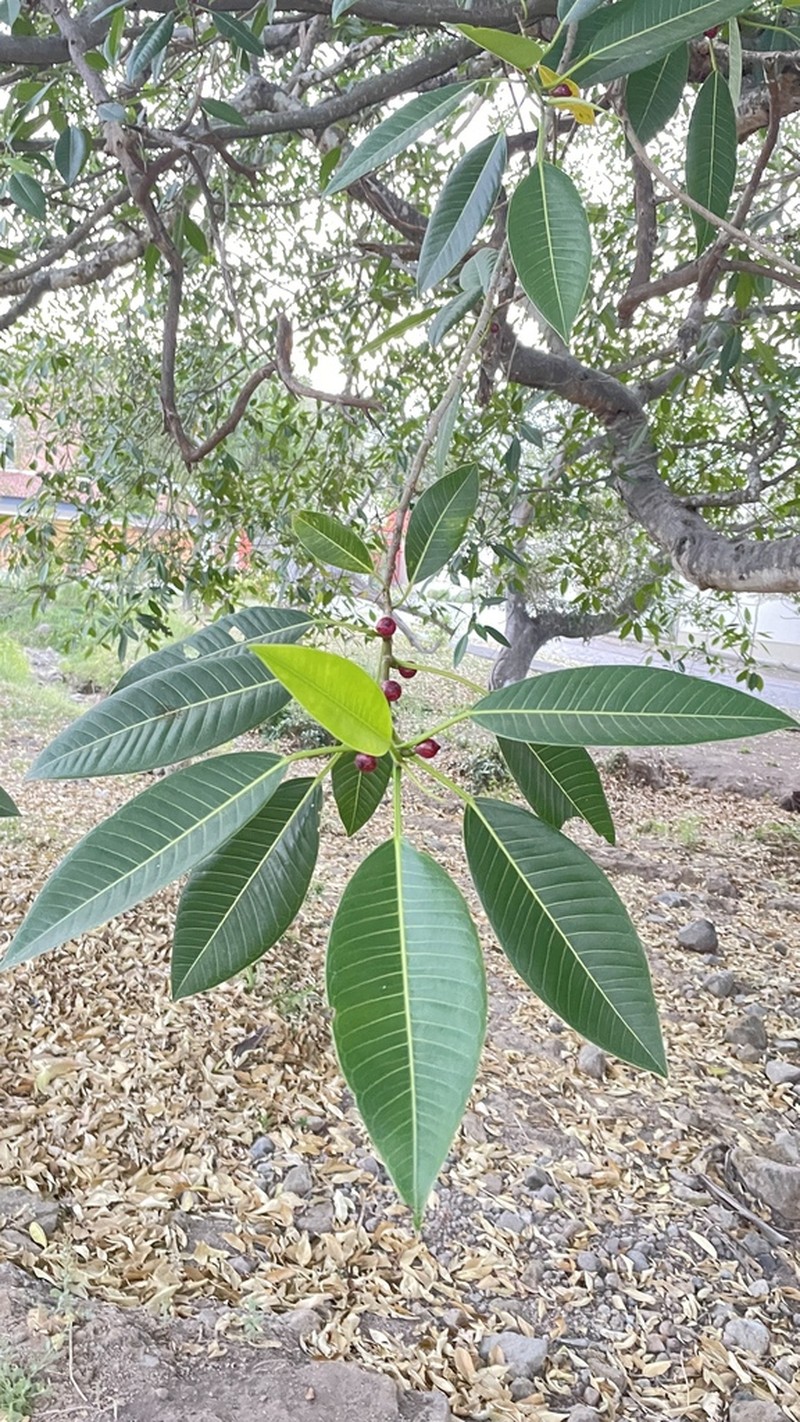 Ficus insipida photo 5