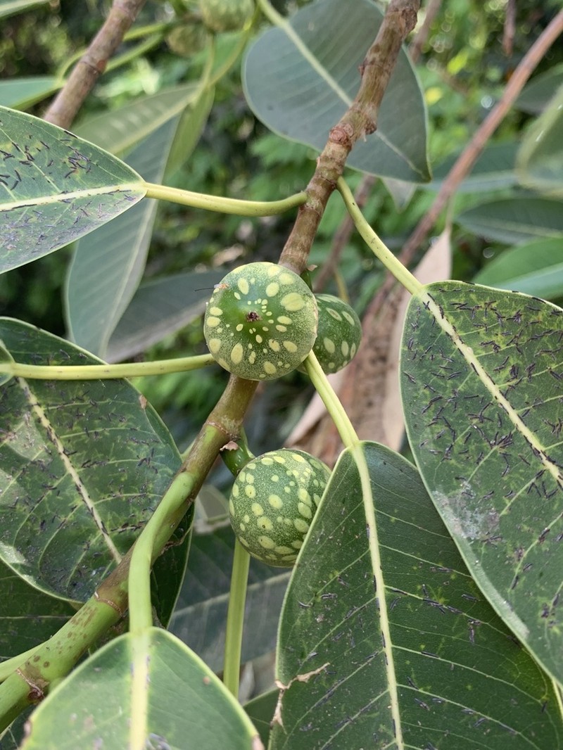 Ficus insipida photo 6