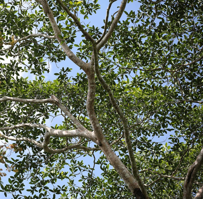 Ficus insipida photo 7